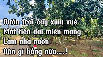 Quá cần tiền để lo cho con cái chú Tuấn quyết định bán vườn trái cây tâm huyết tại bà rịa vũng tàu