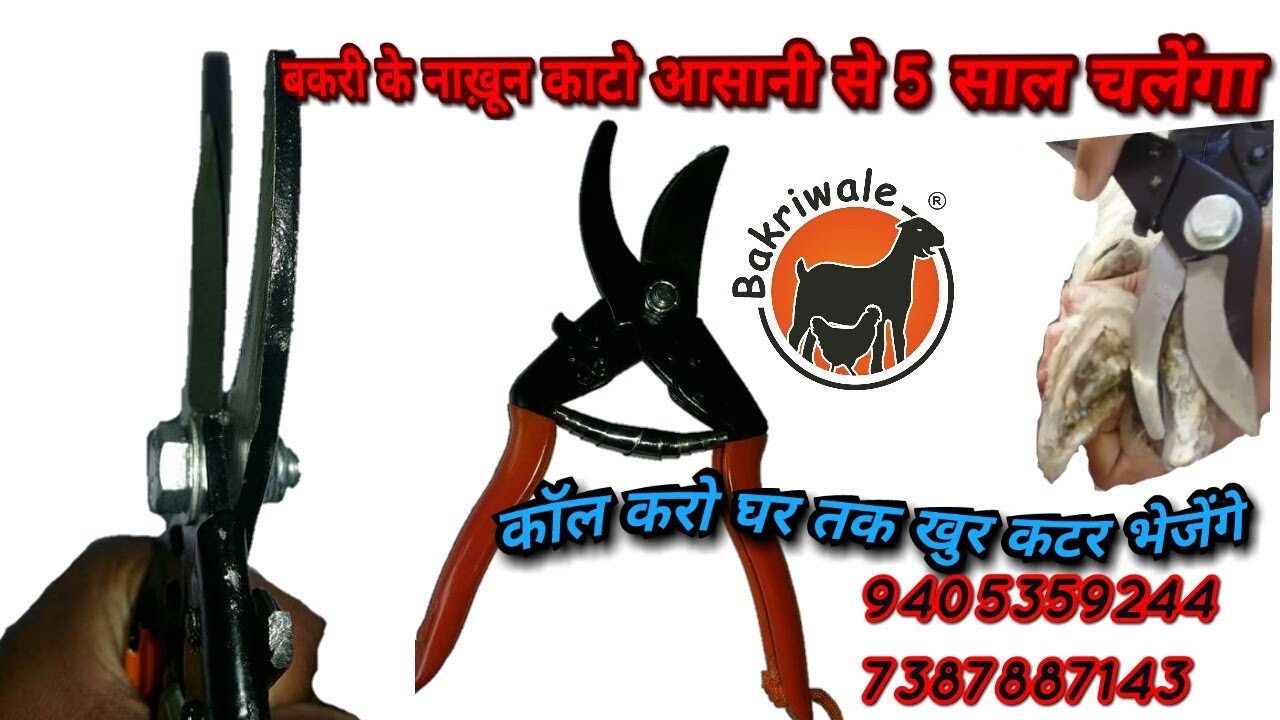 Our goat nail cutter in holsale rate Cantact 9405359244 YouTube