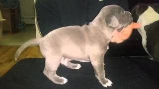 L Pitbull Puppies Blue12