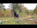 Black wolf in the scenic fall colors of northern Minnesota