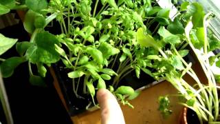 Container Gardening Season 1 - Week 4: Transplanted Beans