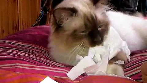 Watch the video about Birman cat playing and going crazy 2