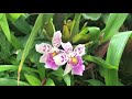 Прогулка по орхидейному раю. Ботанический сад . Орхидеи на любой вкус и цвет. Природные орхидеи.