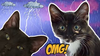 KITTENS react to RAIN for the first time⛈️ #funnycats #shorts by Bean, Mochi and George 133 views 1 month ago 13 seconds