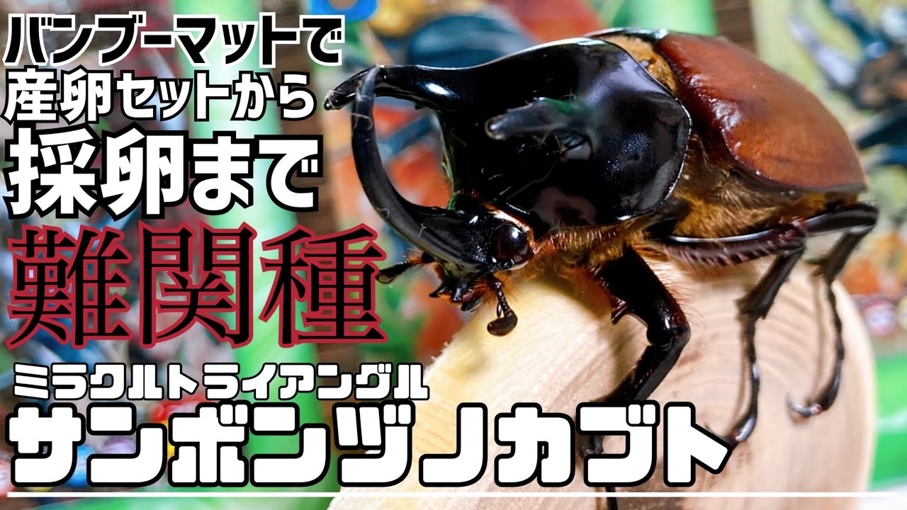 採卵】難関種！サンボンヅノカブトの産卵セット組んで卵をとる！ - YouTube