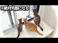 ガラスの向こうから始まった小さな奇跡の話※必ず笑顔になります【第6話・終】