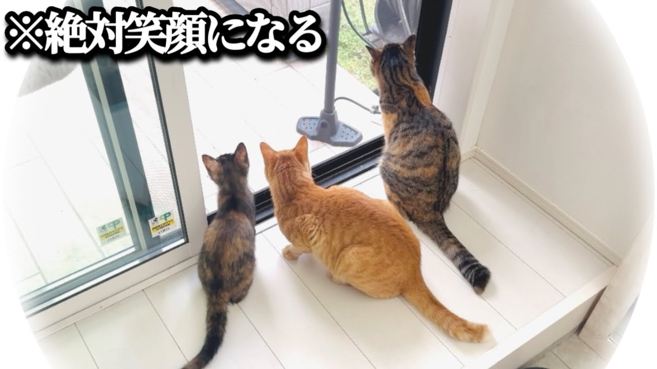 ガラスの向こうから始まった小さな奇跡の話※必ず笑顔になります【第6話・終】