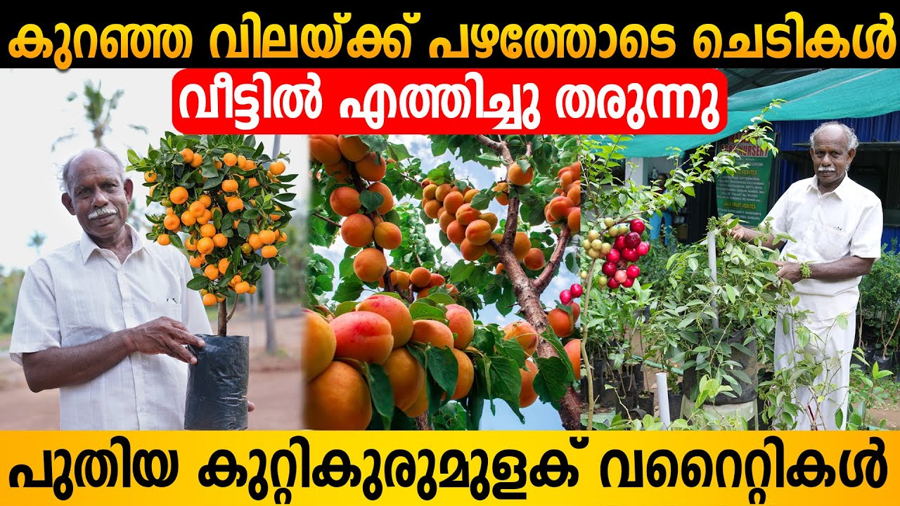 തൈകളുടെ വിലയ്ക്ക് വലിയ മരങ്ങൾ | എല്ലാ ചെടികളും പാതി വിലയ്ക്ക്