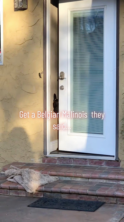Get a Malinois they said..🐶🤣#funny #foryou #pets #dog #youtubeshorts