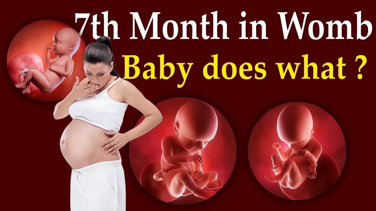 7 Month of Pregnancy Baby Developments and Pregnancy Care YouTube