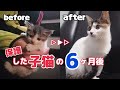 【保護猫】ひとりぼっちの子猫のビフォーアフター/6ヶ月後に避妊手術をする