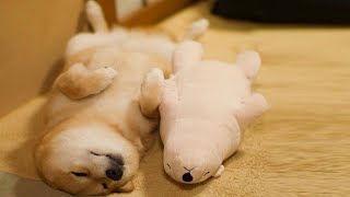 Chết Cười Với Những Chú Chó Shiba Siêu Nhây ᴴᴰ ✔
