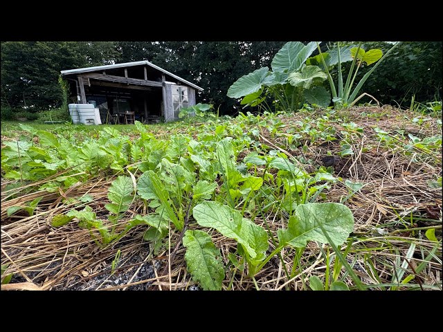 A large amount of radishes have sprouted from spilled seeds. - YouTube