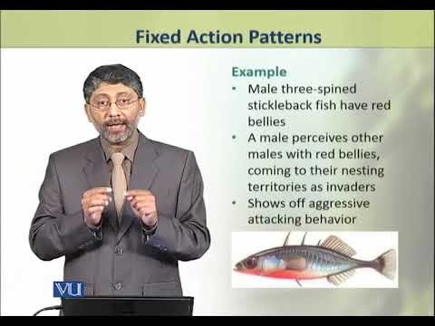 ZOO502_Topic242 pakistan papağanı fiyatları