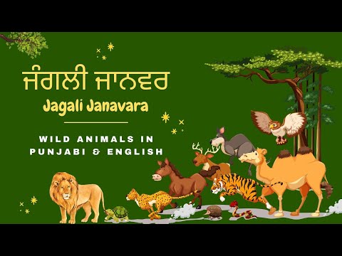 Punjabi Learning 8 - ਜੰਗਲੀ ਜਾਨਵਰ - Learn Wild Animals Name in Punjabi & English with Pictures