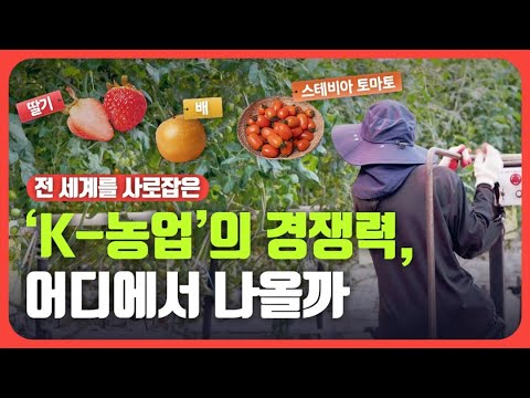 사막에서 키우는 토마토? 'K-농업' 스마트팜을 주목해주세요!