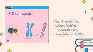 Intro to genetics EP. 4 | Chromosome | Biological Science | Anchan__