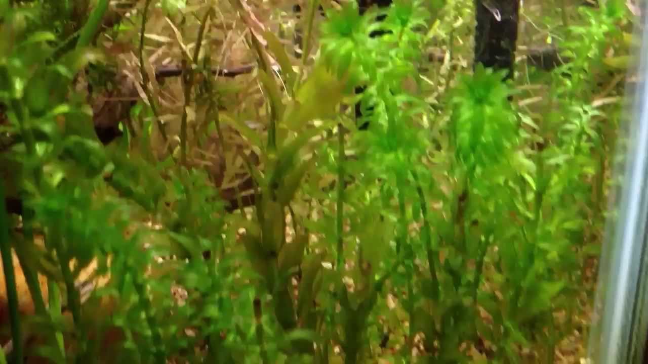 Planted tank journal: Day 18 (new cory cats)