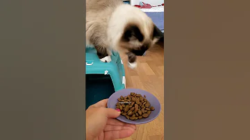 Почему кошка ходит за хозяином по пятам 😄