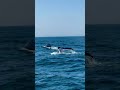 Lobster Whales Sandy Dunes All Standard When On The Cape рџђі рџ ћ рџЏ пёЏ Lobster Whales Sandy Dunes All Standard When On The Cape рџђі рџ ћ рџЏ пёЏ