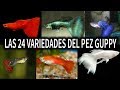 LAS 24 VARIEDADES DEL PEZ GUPPY | POR COLOR | AcuariosLP