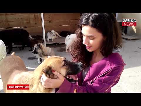 ვიდეობლოგი - რა ხდება ტრავმირებულ და მიუსაფარ ცხოველთა თავშესაფარში