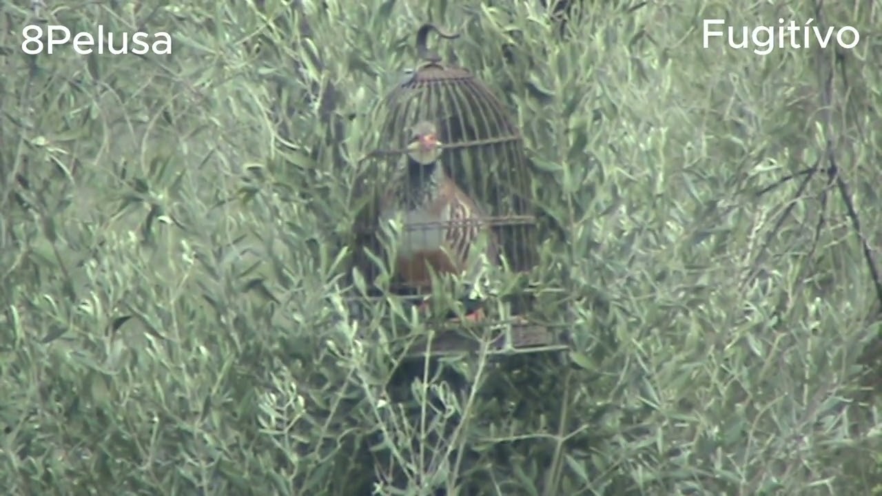 RECLAMO FUGITIVO 2017 2025