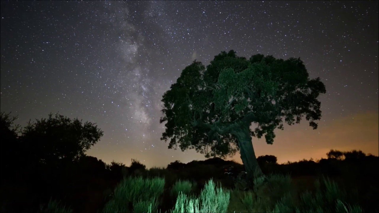 LA ENCINA SIMPLEMENTE HERMOSA