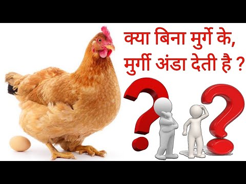 वीडियो: क्या मुर्गियां बिना मुर्गे के अंडे दे सकती हैं?