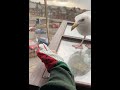 day 29 of feeding my pet seagull to gain his trust