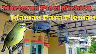 Masteran Pleci Nishida Istimewa Full Tembakan || Masteran Pleci || PCMI Indonesia
