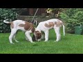 Beautiful 12-week old Irish Red and White Setter (IRWS) puppies の動画、YouTube動画。