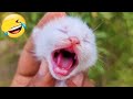君が笑ったら君の負け🤣🐶 2025年の最も愉快な犬と猫たち🐱🐕