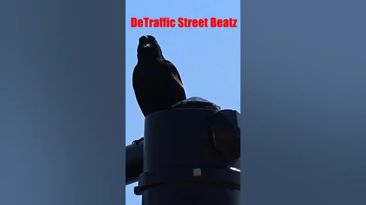 Bird Chirping on Crosswalk #trafficlights #detrafficstreetbeatz