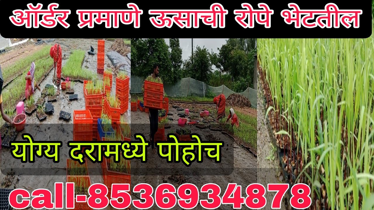 us ropevatika यश ऊस रोपवाटिका सर्व सुधारित जातीची ऊसाची रोपे भेटतील call-8536934878 #sugarcane