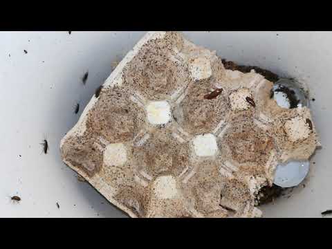 Video: Gektor Od švábů: Popis Nápravy. Jak Používat Prášek Na Hubení škůdců?