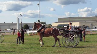 WATCH NOW: Horses trot at the Porter County Fair