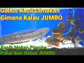 Piranha dikasih gabus jumbo  kasih makan ikan piranha