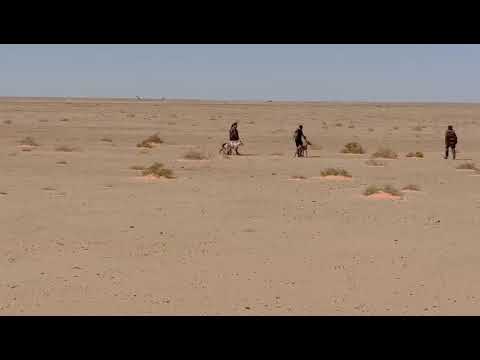 الصيد بالسلوقي في الصحراء المغربية