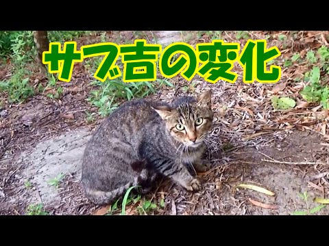 可愛い画像 Cat's wariness can be seen changed!