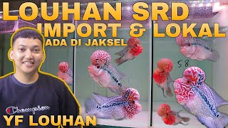 CEK Harga LOUHAN SRD IMPORT Dan Harga LOHAN SRD LOKAL DI JAKSEL