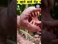मांसाहारी पेड़ 🌴🌲 #factsinhindi #knowledge #insects #shortsvideo #viral #allfacts