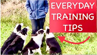 DOG TRAINING TIPS YOU Can DO EVERY DAY WITH your DOG | puppy | BORDER COLLIE