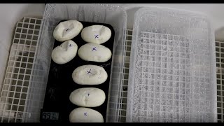 Create the Perfect DIY Incubator for Ball Python Eggs... From a COOLER?!