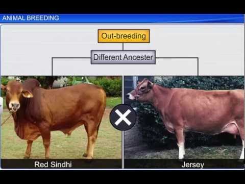 CBSE Class 12 Biology || Animal Breeding - YouTube
