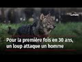 Pour la premire fois en 30 ans un loup attaque un homme