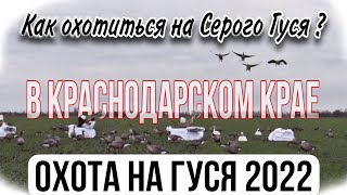 Охота на гуся 2022. Как охотиться на Серого гуся в Краснодарском крае!