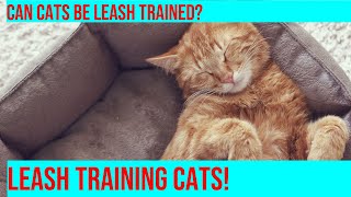 Leash Training: Can Cats Learn to Walk on a Leash?