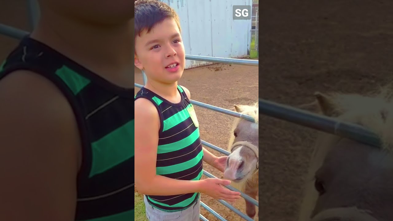 Tiny Horse Bites Boy S Hand Shorts