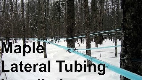 Maple Lateral Installation